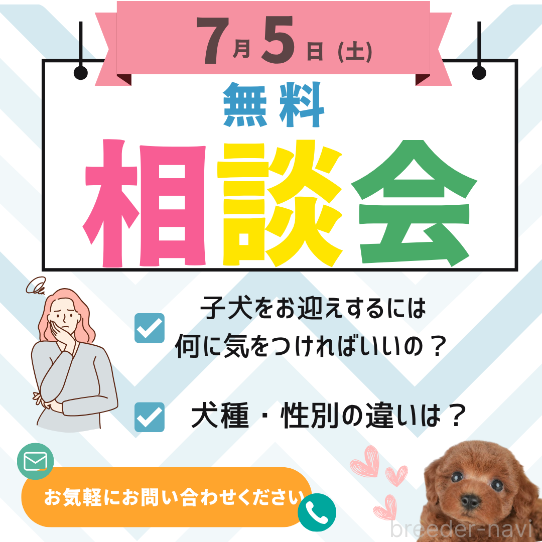 販売中の千葉県のカニンヘンダックスフンド(ロングヘアード)-395324の3枚目